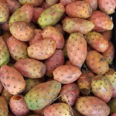 La Tartaruga 아파트 카르보니아