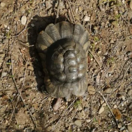 La Tartaruga